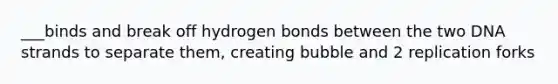 ___binds and break off hydrogen bonds between the two DNA strands to separate them, creating bubble and 2 replication forks