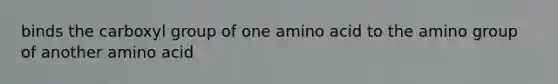 binds the carboxyl group of one amino acid to the amino group of another amino acid