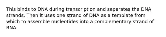 This binds to DNA during transcription and separates the DNA strands. Then it uses one strand of DNA as a template from which to assemble nucleotides into a complementary strand of RNA.