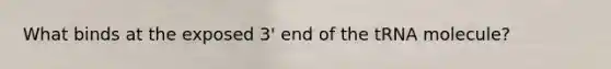 What binds at the exposed 3' end of the tRNA molecule?