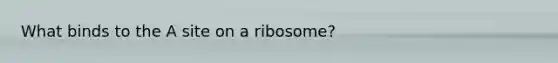 What binds to the A site on a ribosome?