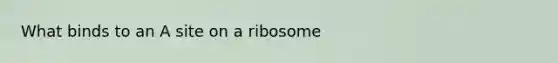 What binds to an A site on a ribosome