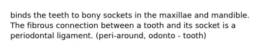 binds the teeth to bony sockets in the maxillae and mandible. The fibrous connection between a tooth and its socket is a periodontal ligament. (peri-around, odonto - tooth)