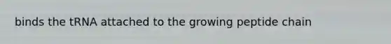 binds the tRNA attached to the growing peptide chain