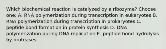 Which biochemical reaction is catalyzed by a ribozyme? Choose one: A. RNA polymerization during transcription in eukaryotes B. RNA polymerization during transcription in prokaryotes C. peptide bond formation in protein synthesis D. DNA polymerization during DNA replication E. peptide bond hydrolysis by proteases