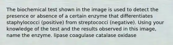 The biochemical test shown in the image is used to detect the presence or absence of a certain enzyme that differentiates staphylococci (positive) from streptococci (negative). Using your knowledge of the test and the results observed in this image, name the enzyme. lipase coagulase catalase oxidase