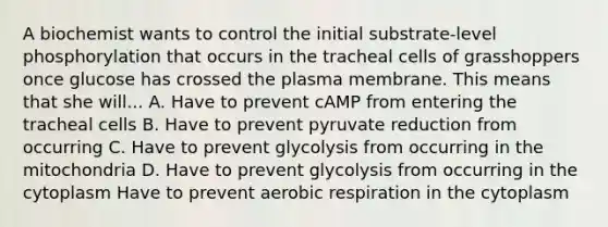 A biochemist wants to control the initial substrate-level phosphorylation that occurs in the tracheal cells of grasshoppers once glucose has crossed the plasma membrane. This means that she will... A. Have to prevent cAMP from entering the tracheal cells B. Have to prevent pyruvate reduction from occurring C. Have to prevent glycolysis from occurring in the mitochondria D. Have to prevent glycolysis from occurring in the cytoplasm Have to prevent aerobic respiration in the cytoplasm