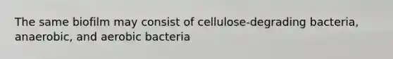 The same biofilm may consist of cellulose-degrading bacteria, anaerobic, and aerobic bacteria