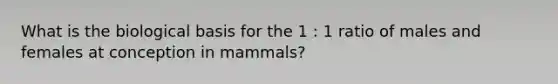 What is the biological basis for the 1 : 1 ratio of males and females at conception in mammals?