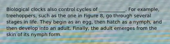 Biological clocks also control cycles of ___________. For example, treehoppers, such as the one in Figure 8, go through several stages in life. They begin as an egg, then hatch as a nymph, and then develop into an adult. Finally, the adult emerges from the skin of its nymph form.