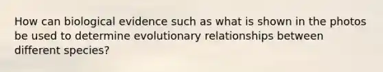 How can biological evidence such as what is shown in the photos be used to determine evolutionary relationships between different species?