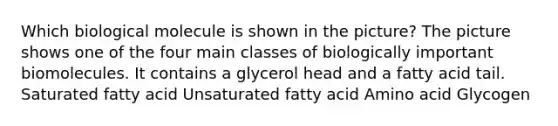 Which biological molecule is shown in the picture? The picture shows one of the four main classes of biologically important biomolecules. It contains a glycerol head and a fatty acid tail. Saturated fatty acid Unsaturated fatty acid Amino acid Glycogen