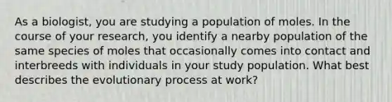 As a biologist, you are studying a population of moles. In the course of your research, you identify a nearby population of the same species of moles that occasionally comes into contact and interbreeds with individuals in your study population. What best describes the evolutionary process at work?