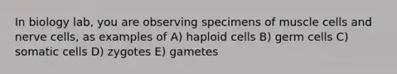 In biology lab, you are observing specimens of muscle cells and nerve cells, as examples of A) haploid cells B) germ cells C) somatic cells D) zygotes E) gametes