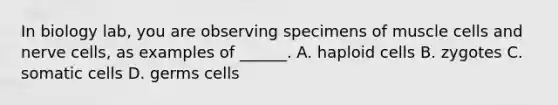 In biology lab, you are observing specimens of muscle cells and nerve cells, as examples of ______. A. haploid cells B. zygotes C. somatic cells D. germs cells