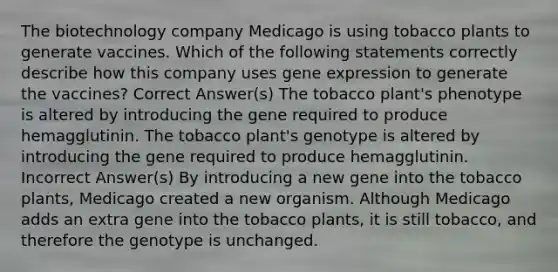 The biotechnology company Medicago is using tobacco plants to generate vaccines. Which of the following statements correctly describe how this company uses gene expression to generate the vaccines? Correct Answer(s) The tobacco plant's phenotype is altered by introducing the gene required to produce hemagglutinin. The tobacco plant's genotype is altered by introducing the gene required to produce hemagglutinin. Incorrect Answer(s) By introducing a new gene into the tobacco plants, Medicago created a new organism. Although Medicago adds an extra gene into the tobacco plants, it is still tobacco, and therefore the genotype is unchanged.