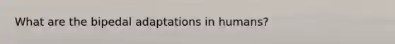 What are the bipedal adaptations in humans?