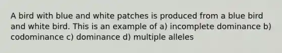 A bird with blue and white patches is produced from a blue bird and white bird. This is an example of a) incomplete dominance b) codominance c) dominance d) multiple alleles