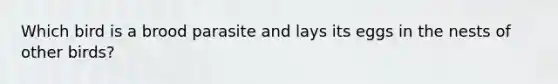 Which bird is a brood parasite and lays its eggs in the nests of other birds?