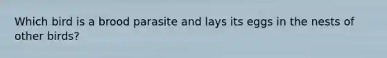 Which bird is a brood parasite and lays its eggs in the nests of other birds?​