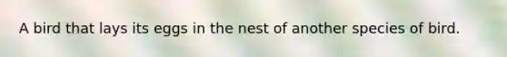 A bird that lays its eggs in the nest of another species of bird.