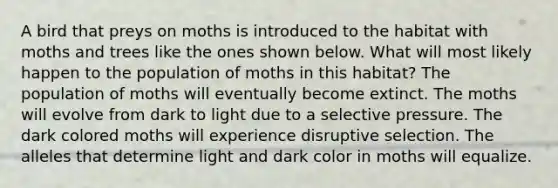 A bird that preys on moths is introduced to the habitat with moths and trees like the ones shown below. What will most likely happen to the population of moths in this habitat? The population of moths will eventually become extinct. The moths will evolve from dark to light due to a selective pressure. The dark colored moths will experience disruptive selection. The alleles that determine light and dark color in moths will equalize.