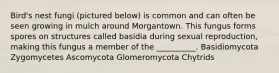 Bird's nest fungi (pictured below) is common and can often be seen growing in mulch around Morgantown. This fungus forms spores on structures called basidia during sexual reproduction, making this fungus a member of the __________. Basidiomycota Zygomycetes Ascomycota Glomeromycota Chytrids