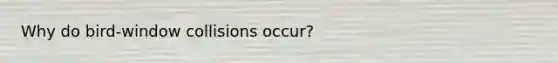 Why do bird-window collisions occur?