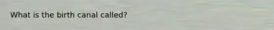 What is the birth canal called?