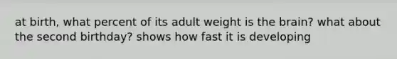 at birth, what percent of its adult weight is the brain? what about the second birthday? shows how fast it is developing