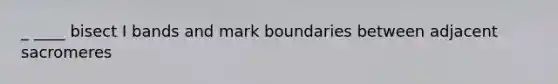 _ ____ bisect I bands and mark boundaries between adjacent sacromeres