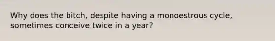 Why does the bitch, despite having a monoestrous cycle, sometimes conceive twice in a year?