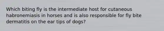 Which biting fly is the intermediate host for cutaneous habronemiasis in horses and is also responsible for fly bite dermatitis on the ear tips of dogs?