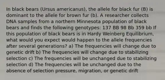 In black bears (Ursus americanus), the allele for black fur (B) is dominant to the allele for brown fur (b). A researcher collects DNA samples from a northern Minnesota population of black bears and finds the following genotypes: 137 BB 98 Bb 359 bb If this population of black bears is in Hardy Weinberg Equilibrium, what would you expect would happen to the allele frequencies after several generations? a) The frequencies will change due to genetic drift b) The frequencies will change due to stabilizing selection c) The frequencies will be unchanged due to stabilizing selection d) The frequencies will be unchanged due to the absence of selection pressure, migration, or genetic drift