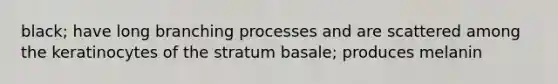 black; have long branching processes and are scattered among the keratinocytes of the stratum basale; produces melanin