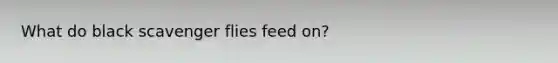 What do black scavenger flies feed on?