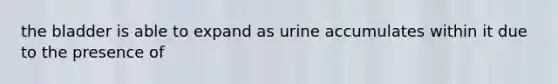 the bladder is able to expand as urine accumulates within it due to the presence of