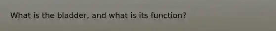 What is the bladder, and what is its function?