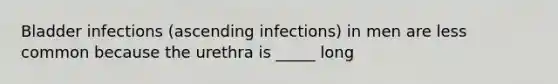 Bladder infections (ascending infections) in men are less common because the urethra is _____ long