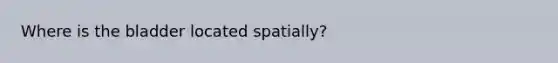 Where is the bladder located spatially?