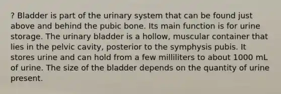 ? Bladder is part of the urinary system that can be found just above and behind the pubic bone. Its main function is for urine storage. The urinary bladder is a hollow, muscular container that lies in the pelvic cavity, posterior to the symphysis pubis. It stores urine and can hold from a few milliliters to about 1000 mL of urine. The size of the bladder depends on the quantity of urine present.