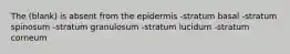 The (blank) is absent from the epidermis -stratum basal -stratum spinosum -stratum granulosum -stratum lucidum -stratum corneum