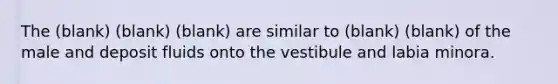 The (blank) (blank) (blank) are similar to (blank) (blank) of the male and deposit fluids onto the vestibule and labia minora.