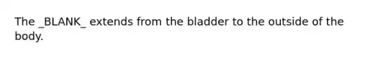 The _BLANK_ extends from the bladder to the outside of the body.