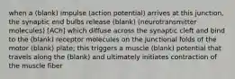 when a (blank) impulse (action potential) arrives at this junction, the synaptic end bulbs release (blank) (neurotransmitter molecules) [ACh] which diffuse across the synaptic cleft and bind to the (blank) receptor molecules on the junctional folds of the motor (blank) plate; this triggers a muscle (blank) potential that travels along the (blank) and ultimately initiates contraction of the muscle fiber