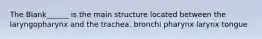 The Blank______ is the main structure located between the laryngopharynx and the trachea. bronchi pharynx larynx tongue