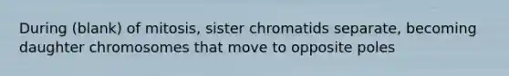 During (blank) of mitosis, sister chromatids separate, becoming daughter chromosomes that move to opposite poles