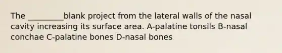 The _________blank project from the lateral walls of the nasal cavity increasing its surface area. A-palatine tonsils B-nasal conchae C-palatine bones D-nasal bones