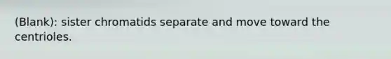 (Blank): sister chromatids separate and move toward the centrioles.
