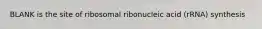 BLANK is the site of ribosomal ribonucleic acid (rRNA) synthesis